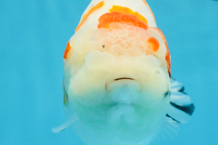 THICK BODY AAA Grade Chinese Kohaku Sakura Ranchu Female 5-5.5 inches #101725RC_16