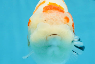 THICK BODY AAA Grade Chinese Kohaku Sakura Ranchu Female 5-5.5 inches #101725RC_16