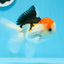 AAA Grade Tricolor Oranda Male 5 inches #0906OR_30