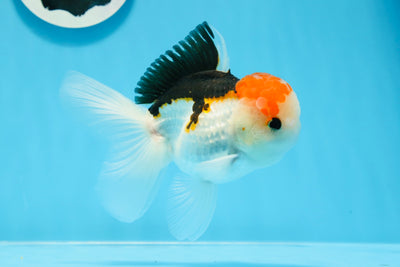 Oranda macho tricolor de grado AAA de 5 pulgadas n.° 0906OR_30