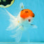 A Grade Tricolor Oranda Male 5.5 inches #062725OR_18