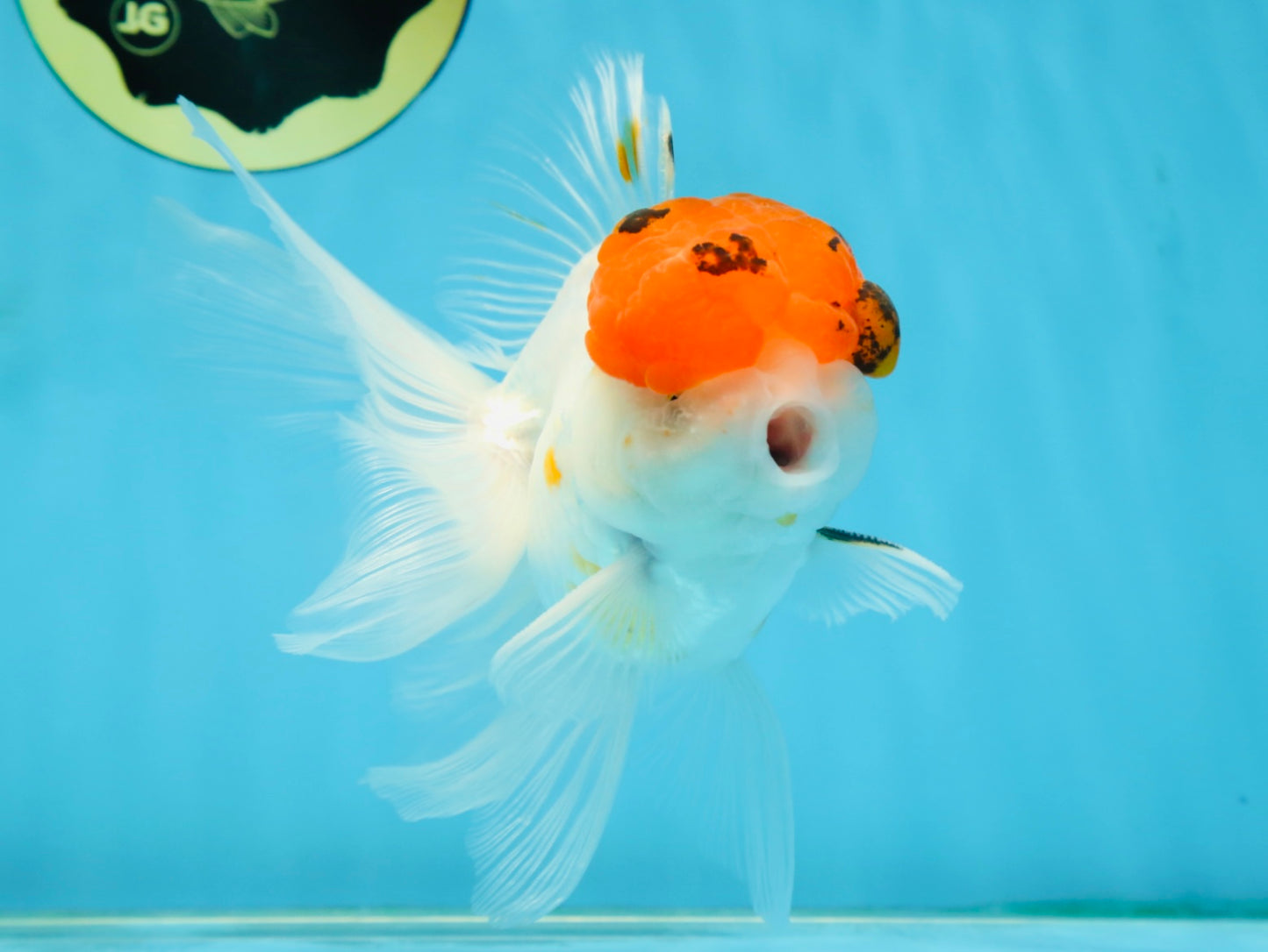 A Grade Tricolor Oranda Male 5.5 inches #062725OR_18