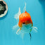 GODZILLA AAA Grade Butterfly Tail Red White Sakura Oranda Male 5.5 inches #1004OR_20