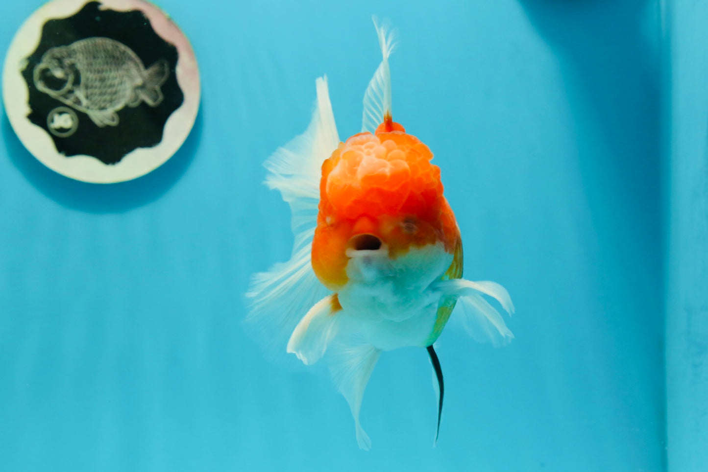 GODZILLA AAA Grade Butterfly Tail Red White Sakura Oranda Male 5.5 inches #1004OR_20