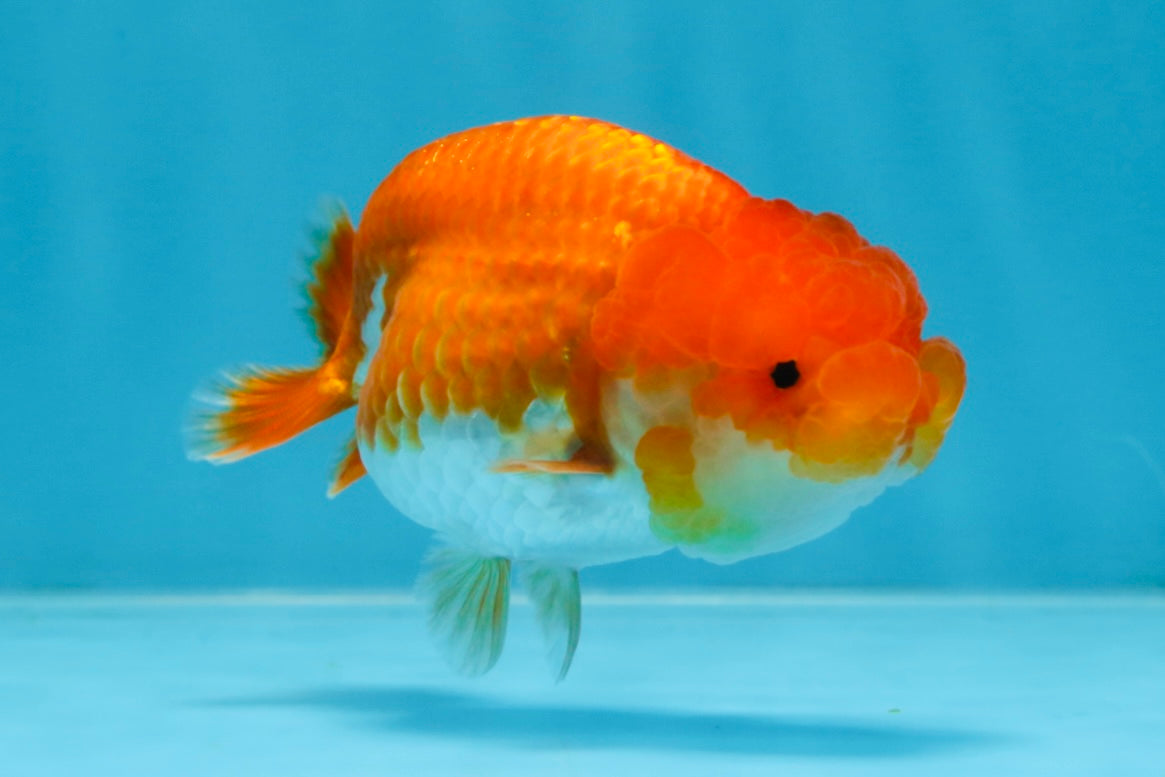 SUPER CUTE AAA Grade Red White LionQueen 4 inches #101725LC_12