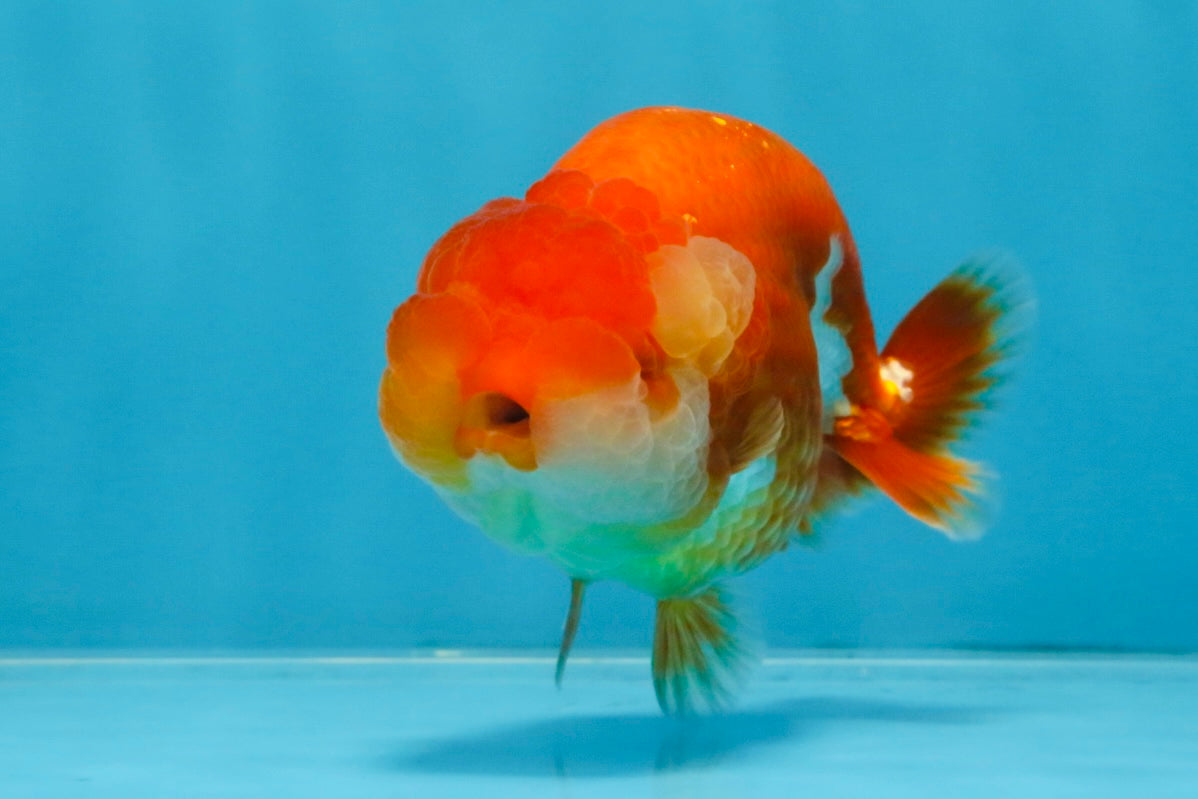 AAA Grade Red White LionQueen 4 inches #103125LC_29