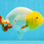 Sunny Lemonhead Lionchu Male 4-4.5 inches #072525LC_04