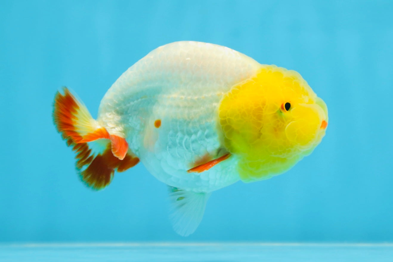 Sunny Lemonhead Lionchu Male 4-4.5 inches #072525LC_04