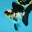 A Grade Panda Button Eyes Oranda Female 5 inches #081525OR_17