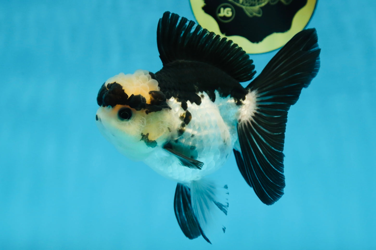 A Grade Panda Button Eyes Oranda Female 5 inches #081525OR_17