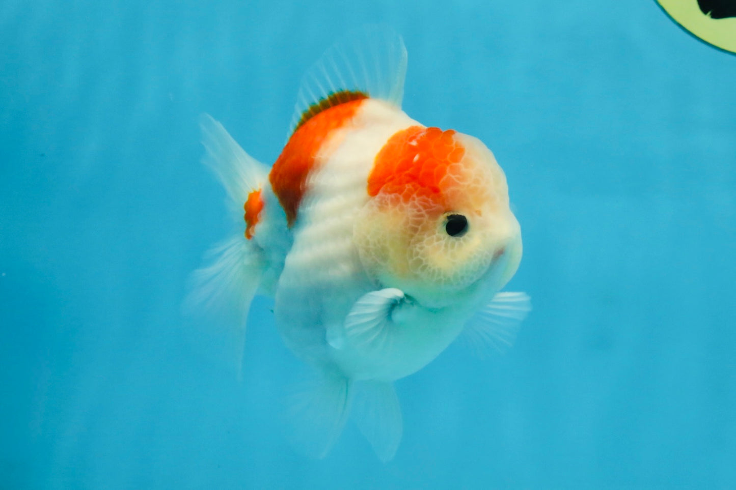 ADORABLE A Grade Sakura Yuanbao Male 4 inches #110725YB_10