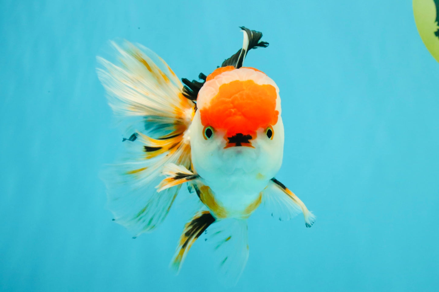 CHARLIE A Grade Tricolor Oranda Male 5.5 inches #032026OR_13