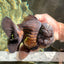 JUMBO AAA Grade Godzilla Black Oranda Male 6-6.5 inches #050826OR_01
