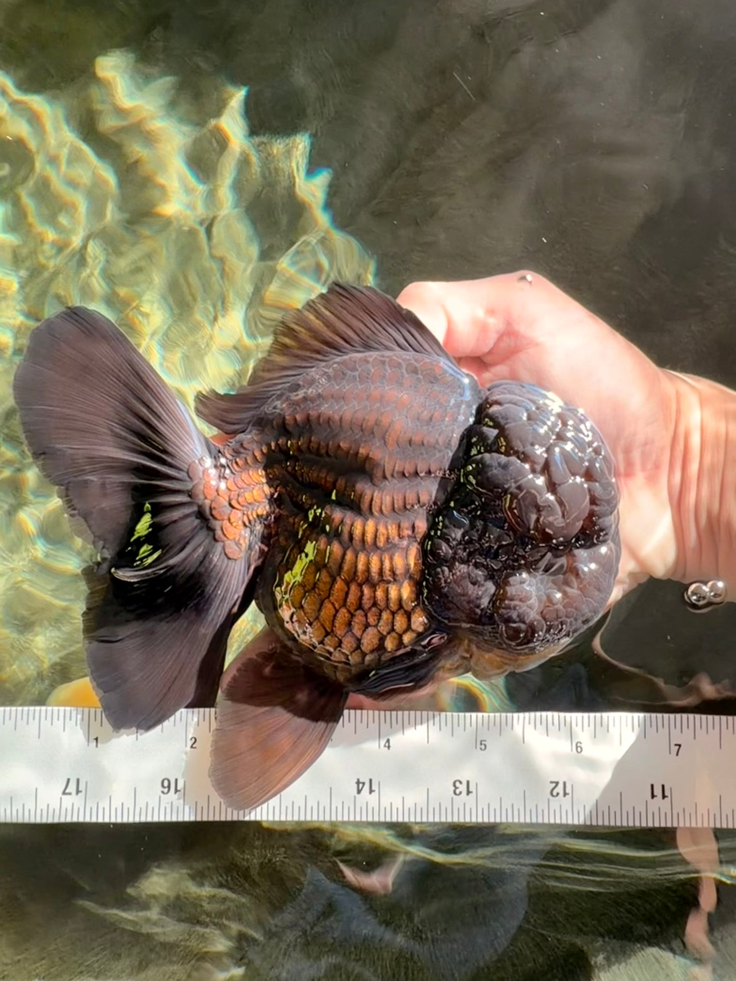 JUMBO AAA Grade Godzilla Black Oranda Male 6-6.5 inches #050826OR_01