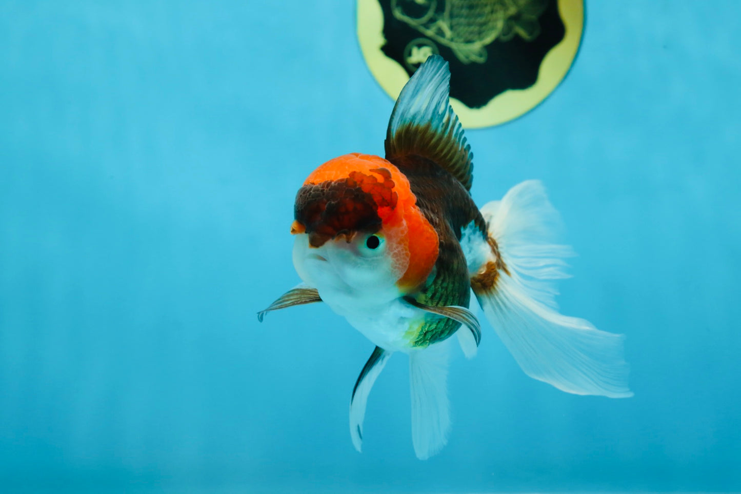 Young Tricolor Oranda Male 4.5 inches #061325_02