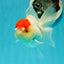 A Grade Pom-poms Tancho Oranda Female 5 inches #102524OR_12