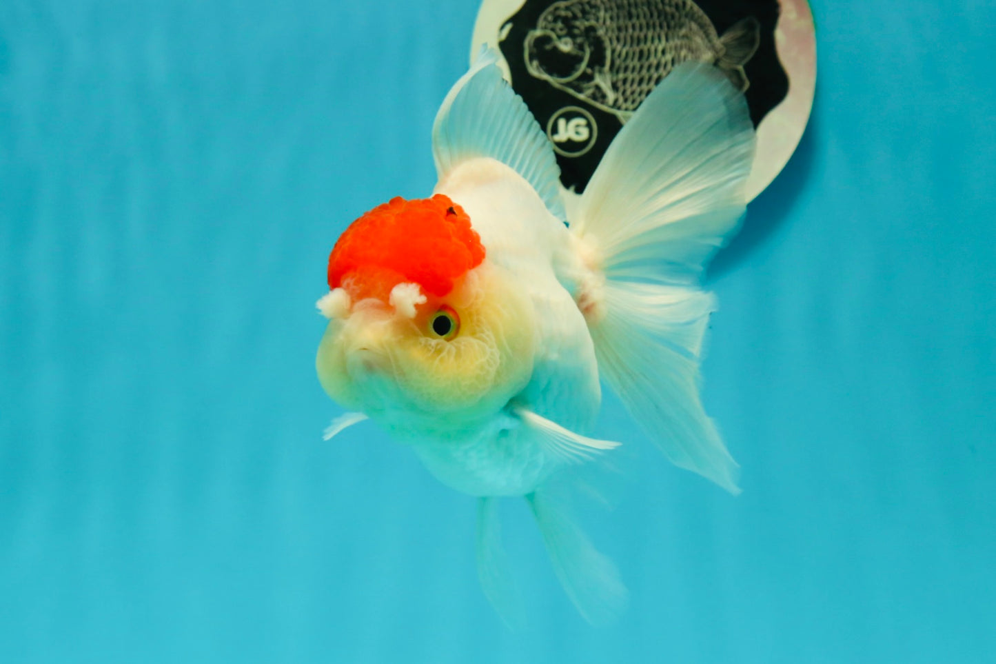 A Grade Pom-poms Tancho Oranda Female 5 inches #102524OR_12