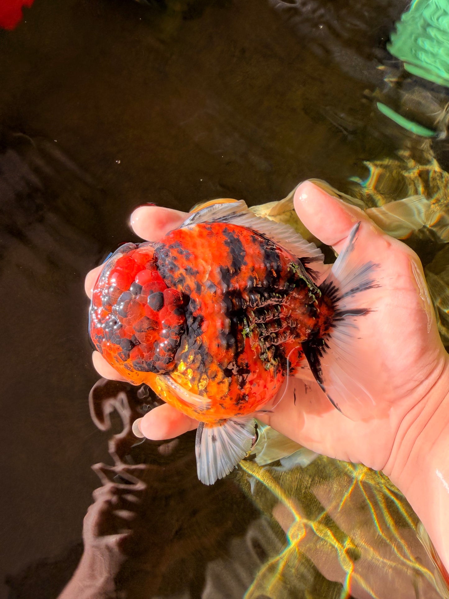 SUPER Special AAA Grade Godzilla Tiger Yuanbao Male 5 inches #022726YB_01