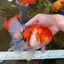 AAA Grade Young Godzilla Sakura Oranda Male 6-6.5 inches #081525OR_08