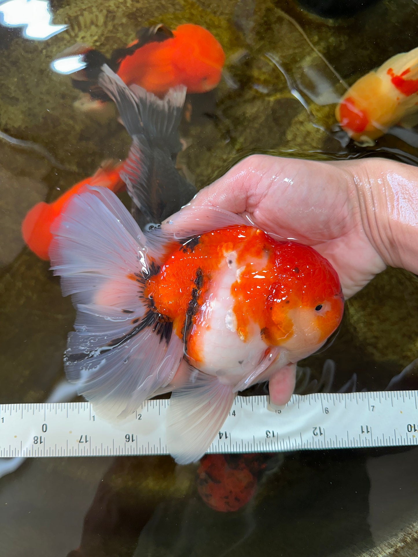 AAA Grade Young Godzilla Sakura Oranda Male 6-6.5 inches #081525OR_08
