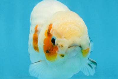 A Grade Calico LionKing 4.5-5 inches #121925LC_09