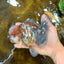 CHONKY AAA Grade Calico Kirin Oranda Male 5.5 inches #102425OR_18