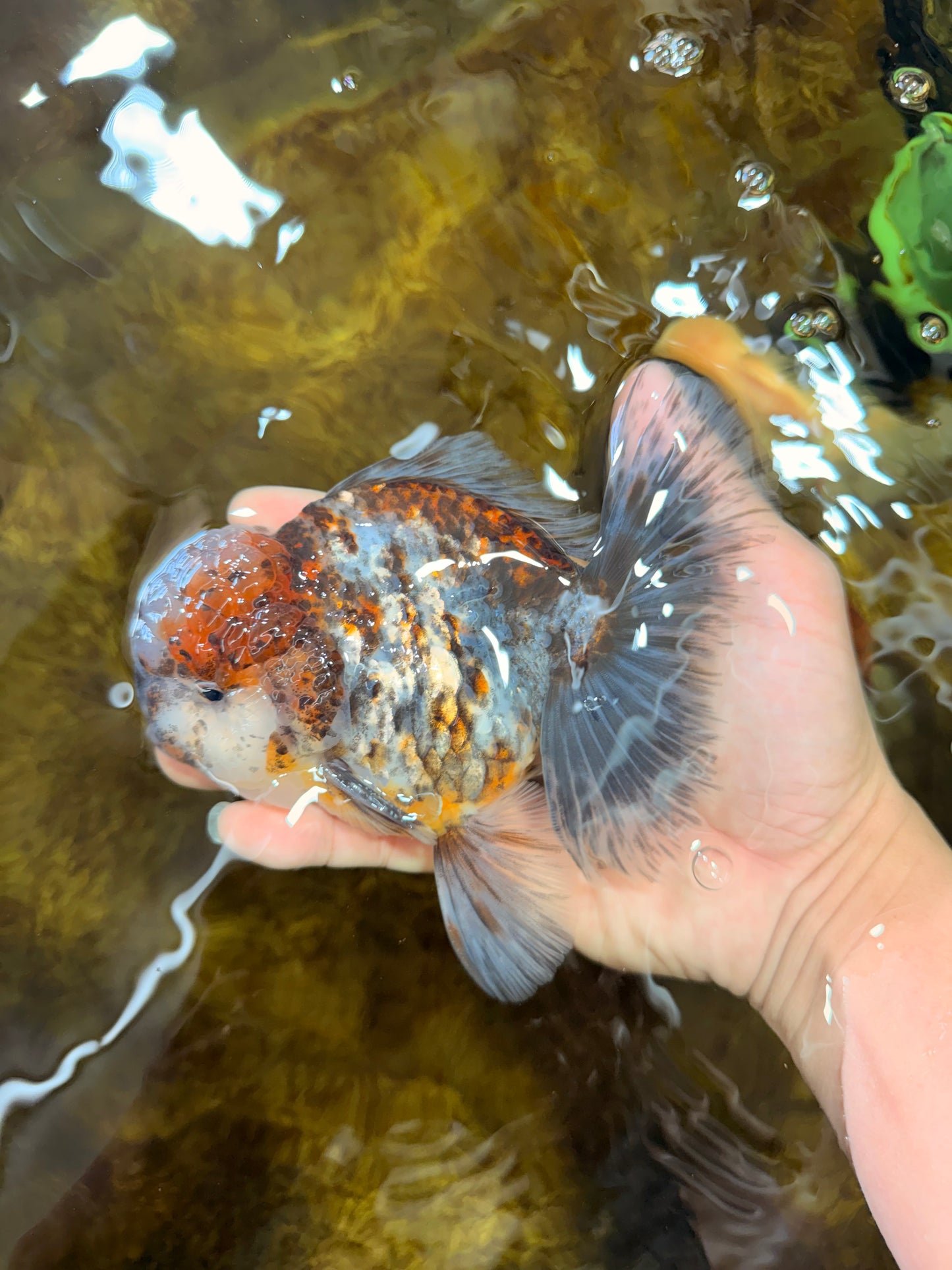 CHONKY AAA Grade Calico Kirin Oranda Male 5.5 inches #102425OR_18