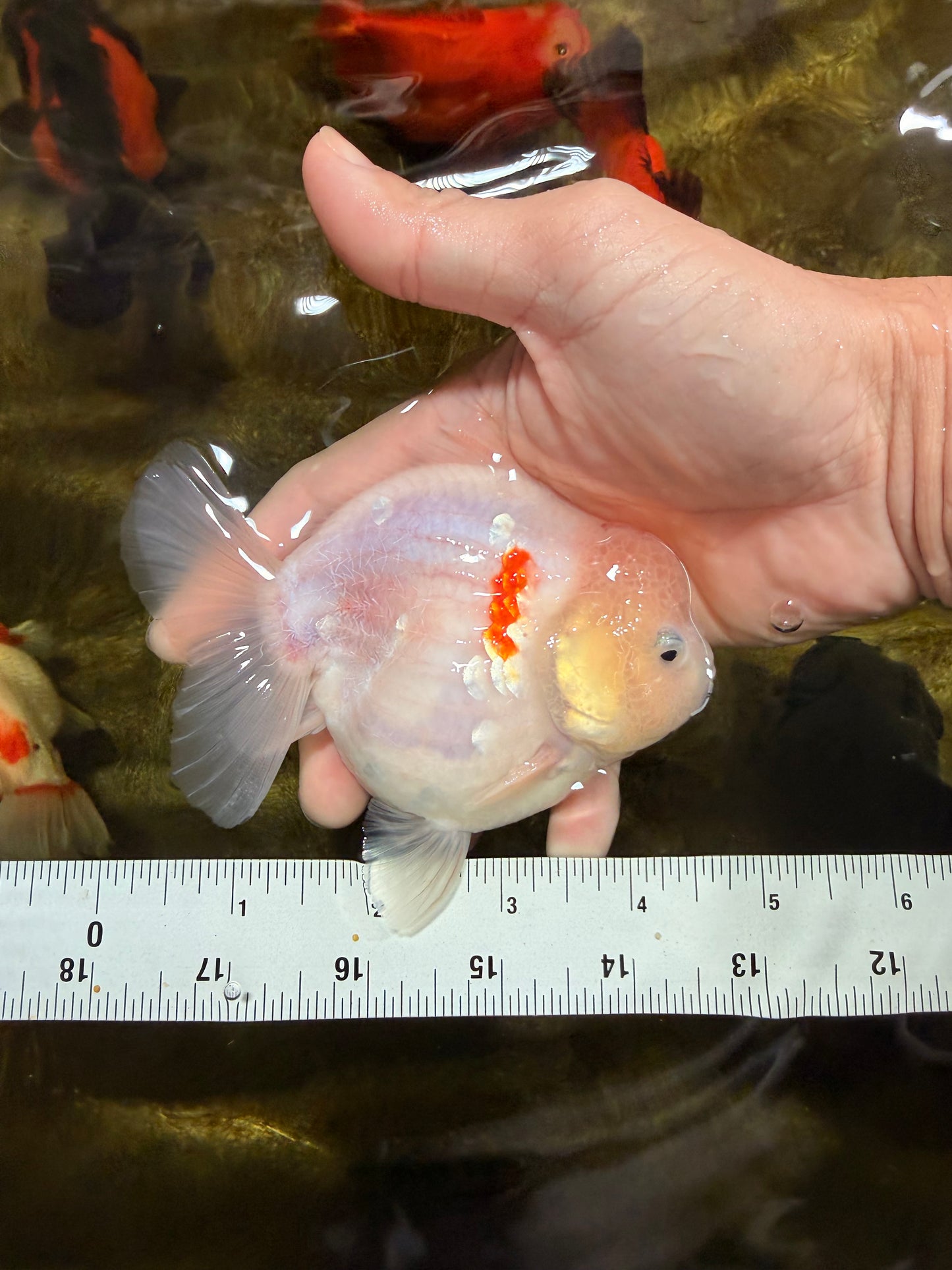 A Grade Sakura Yuanbao Male 4.5 inches #103125YB_01