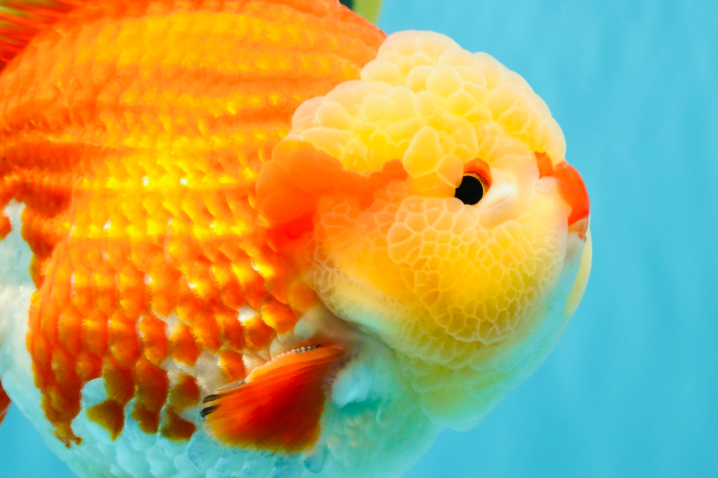 SUPER CUTE AAA Grade Godzilla Red White Yuanbao Male 6 inches #022726YB_02