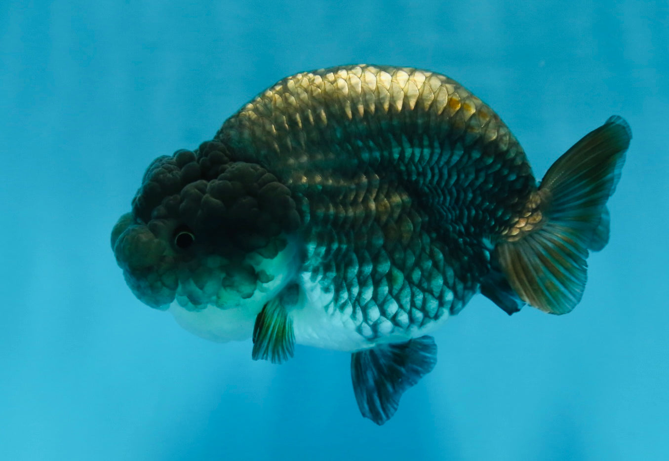 A Grade RARE Blue LionQueen 4.5 inches #062025LC_12