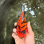 AAA Grade Tiger Yuanbao Female 5.5  inches #072426YB_29