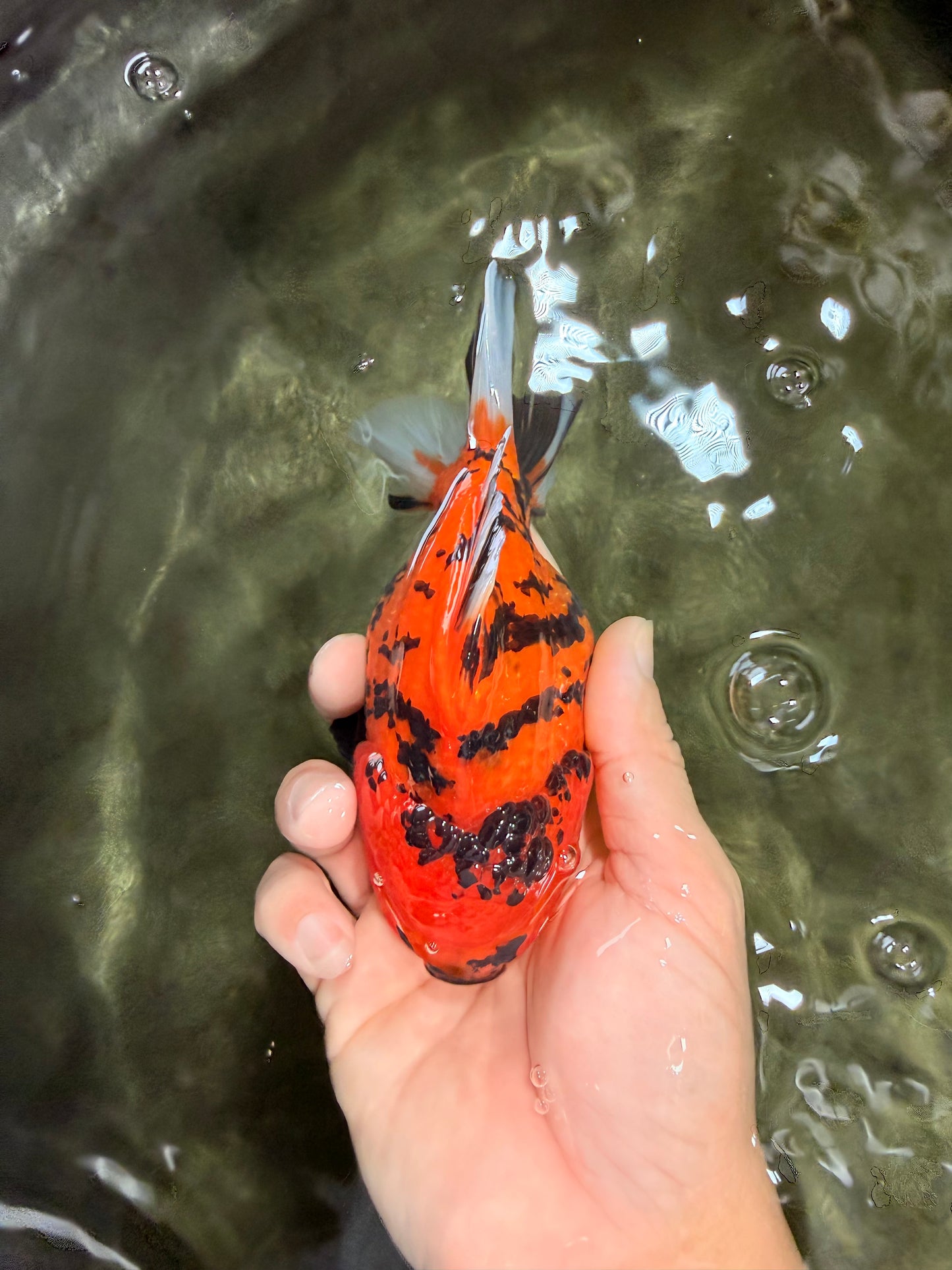 AAA Grade Tiger Yuanbao Female 5.5  inches #072426YB_29