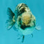 A Grade Tiger Blue Base Ranchu Female 4.5 inches #081426RC_21