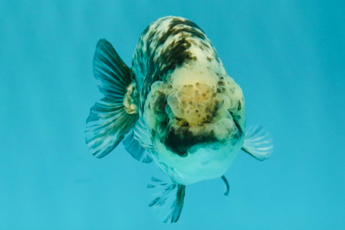 A Grade Tiger Blue Base Ranchu Female 4.5 inches #081426RC_21