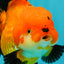 AAA Grade Apache Oranda Female 5.5-6 inches #071026OR_25