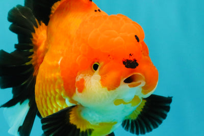 AAA Grade Apache Oranda Female 5.5-6 inches #071026OR_25