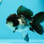 🐼 Panda Oranda Female 4.5-5 inches #0517OR_04