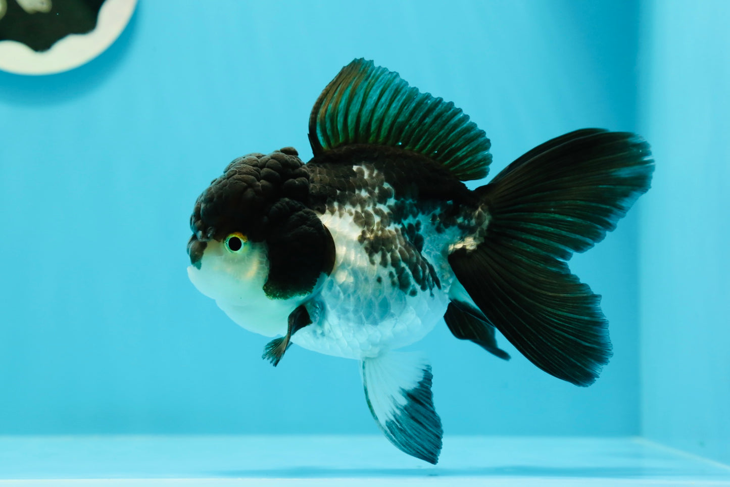 🐼 Panda Oranda Femelle 4,5-5 pouces #0517OR_04