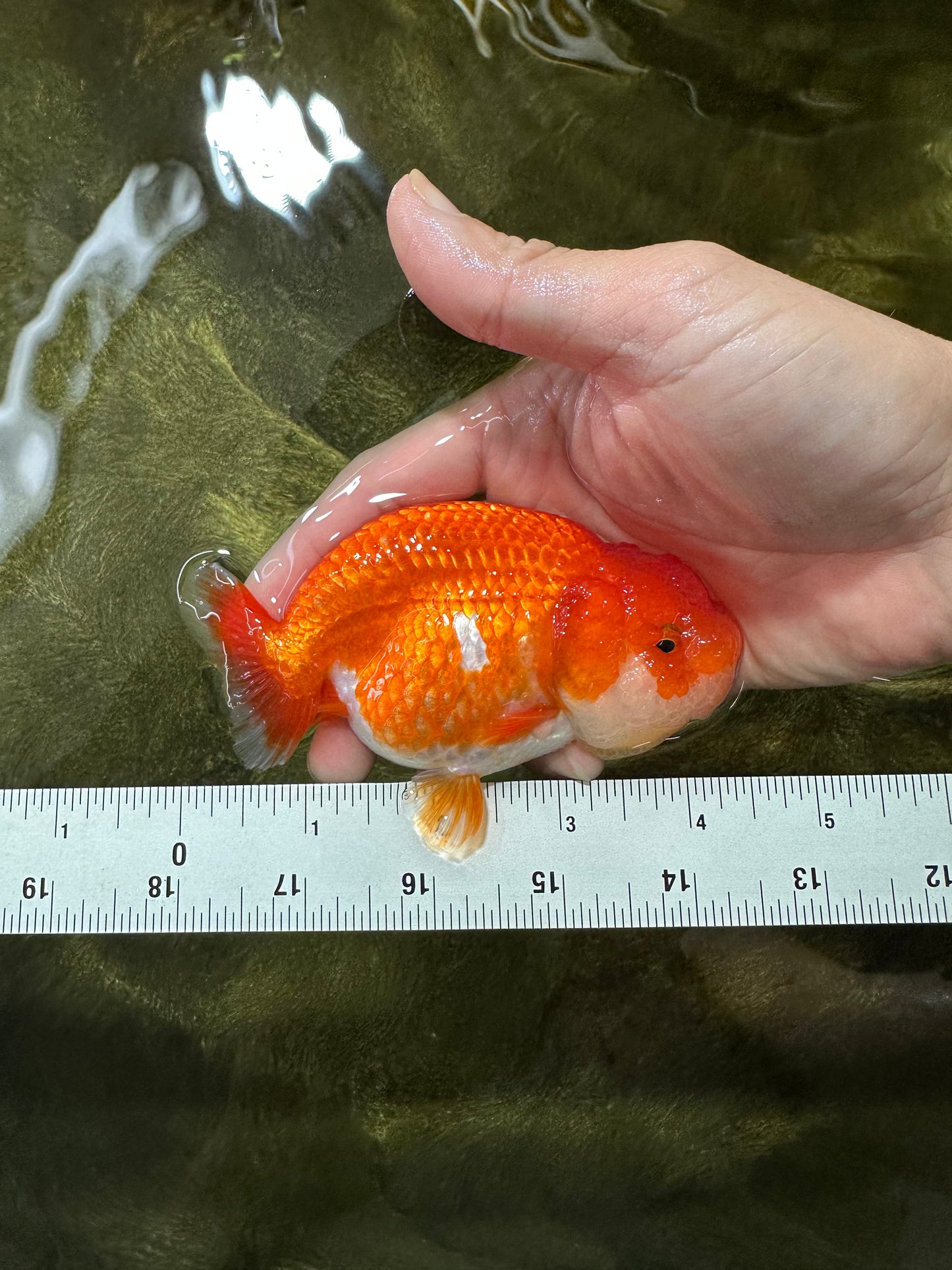 A Grade Red White LionQueen 4-4.5 inches #053025LC_06