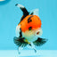 Tricolor Oranda Female 4.5-5 inches #0503OR_05