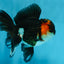 A Grade Chonky Tricolor Oranda Male 5 inches #062025OR_19