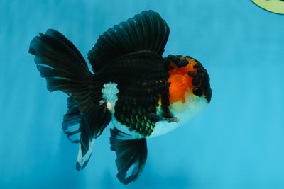 A Grade Chonky Tricolor Oranda Male 5 inches #062025OR_19