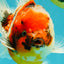 CHUNKY A Grade Calico Yuanbao Male 5.5-6 inches #051526YB_04