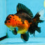 AAA Grade Godzilla Apache Oranda Female 6.5 inches #081525OR_13