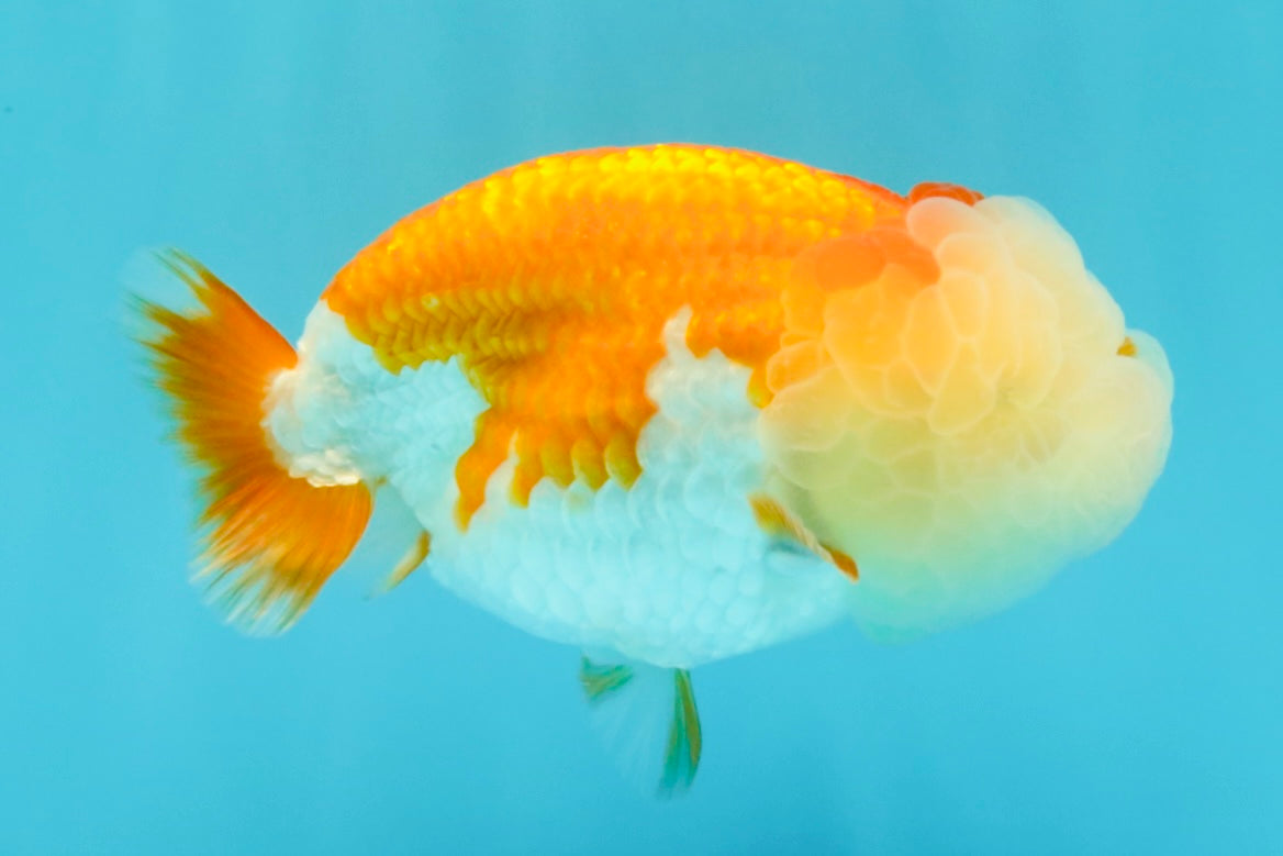 A Grade Red White LionQueen 4.5 inches #030626LC_03