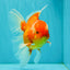 A Grade Red White Oranda Male 6 inches #071726OR_25