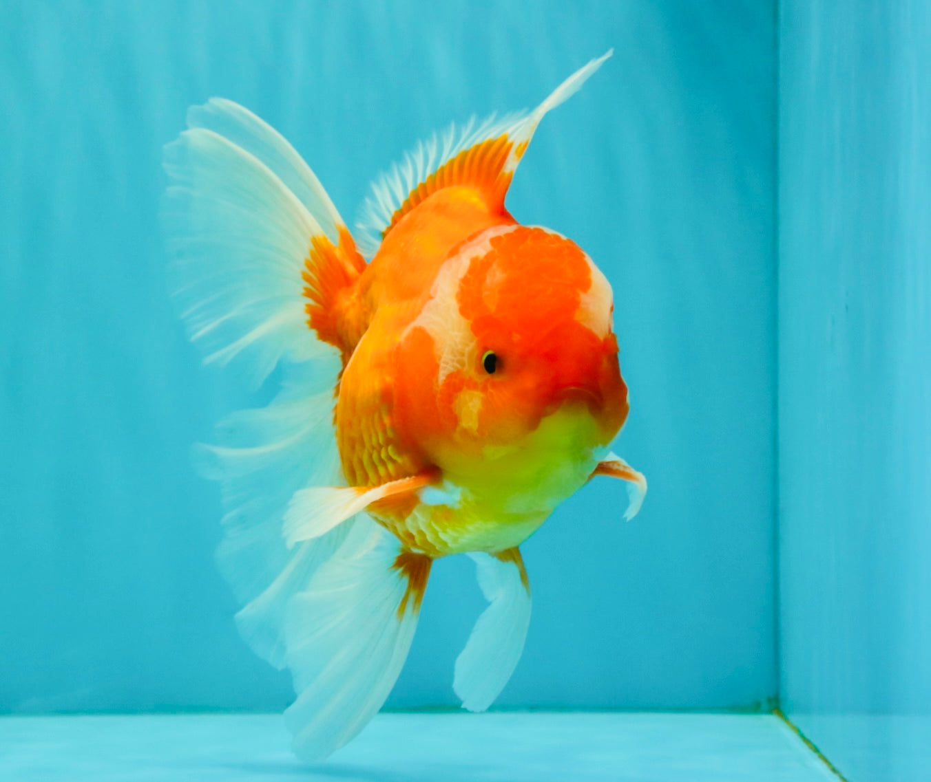 A Grade Red White Oranda Male 6 inches #071726OR_25
