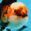 AAA Grade CHUBBY CHEEK Tricolor Oranda Male 5.5  inches #082225OR_12