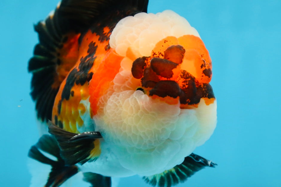 AAA Grade CHUBBY CHEEK Tricolor Oranda Male 5.5  inches #082225OR_12