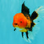 UNIQUE AAA Grade Apache Oranda Male 6 inches #101626OR_07